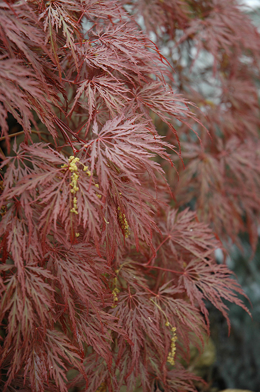 Inaba Shidare Cutleaf Japanese Maple (Acer palmatum 'Inaba Shidare') at Stauffers Of Kissel Hill