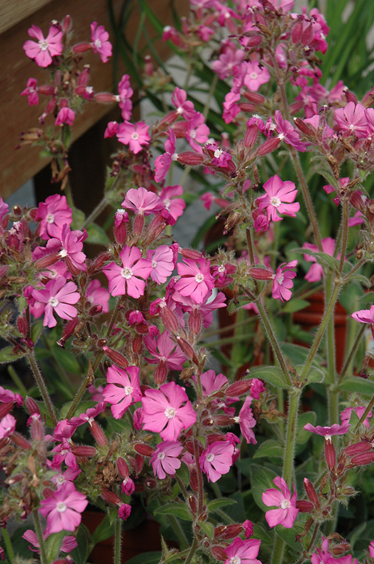 Rolly's Favorite Campion (Silene 'Rolly's Favorite') at Stauffers Of Kissel Hill