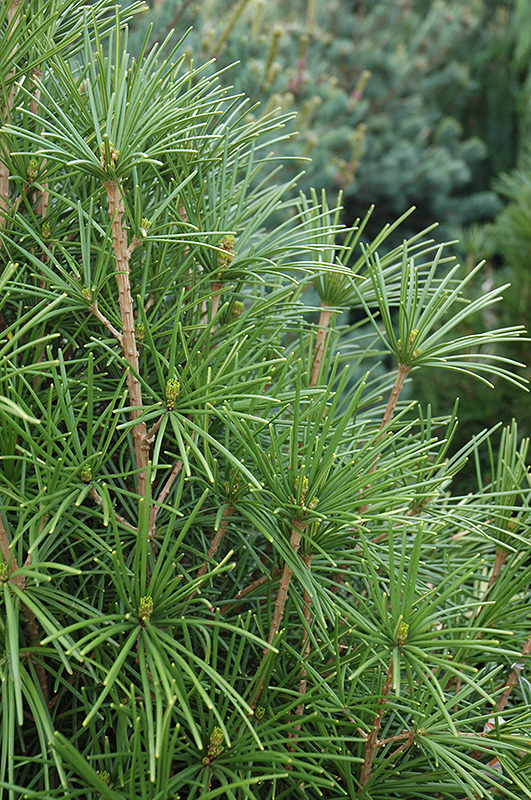 Wintergreen Umbrella Pine (Sciadopitys verticillata 'Wintergreen') at Stauffers Of Kissel Hill