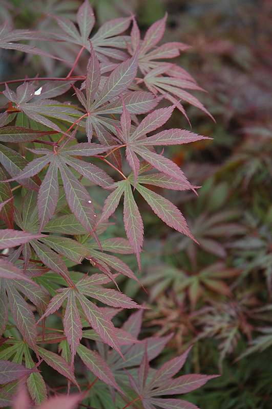 Suminagashi Japanese Maple (Acer palmatum 'Suminagashi') at Stauffers Of Kissel Hill