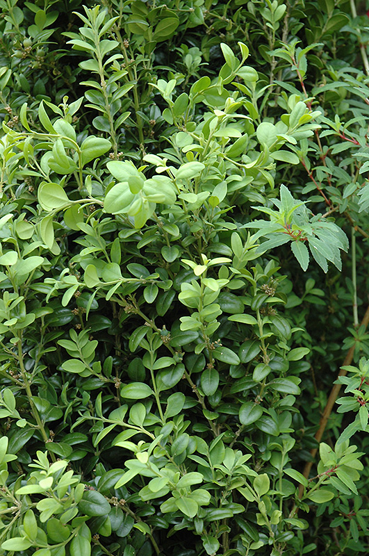 Graham Blandy Boxwood (Buxus sempervirens 'Graham Blandy') at Stauffers Of Kissel Hill
