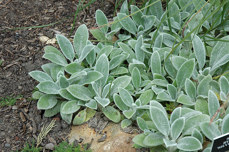 Silver Carpet Lamb's Ears (Stachys byzantina 'Silver Carpet') at Stauffers Of Kissel Hill