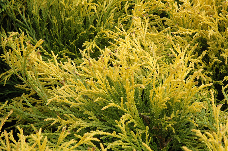 Golden Mop Falsecypress (Chamaecyparis pisifera 'Golden Mop') at Stauffers Of Kissel Hill