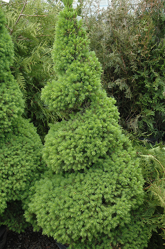 Dwarf Alberta Spruce (Picea glauca 'Conica (spiral)') at Stauffers Of Kissel Hill