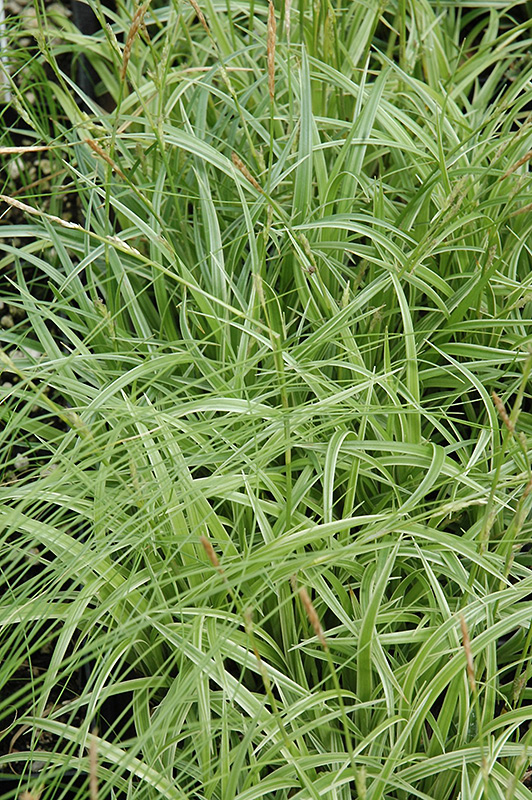 Silver Sceptre Variegated Japanese Sedge (Carex morrowii 'Silver Sceptre') at Stauffers Of Kissel Hill