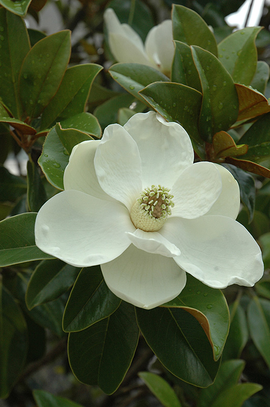 Bracken's Brown Beauty Magnolia (Magnolia grandiflora 'Bracken's Brown Beauty') at Stauffers Of Kissel Hill