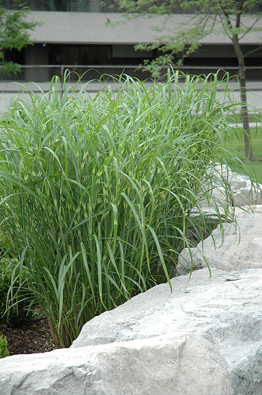 Zebra Grass (Miscanthus sinensis 'Zebrinus') at Stauffers Of Kissel Hill