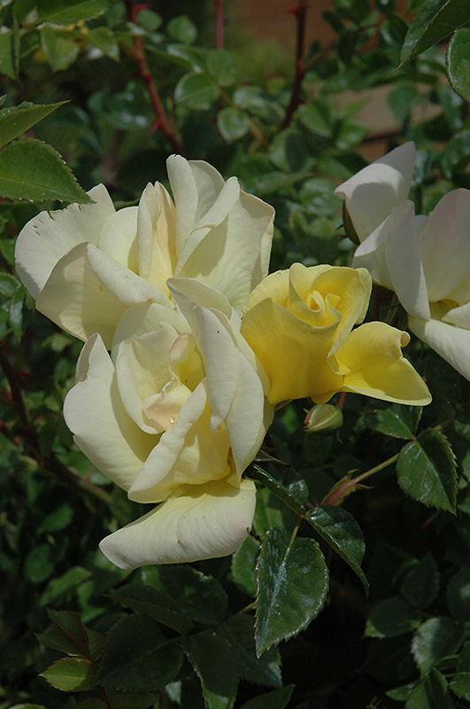 Limoncello Rose (Rosa 'Limoncello') at Stauffers Of Kissel Hill