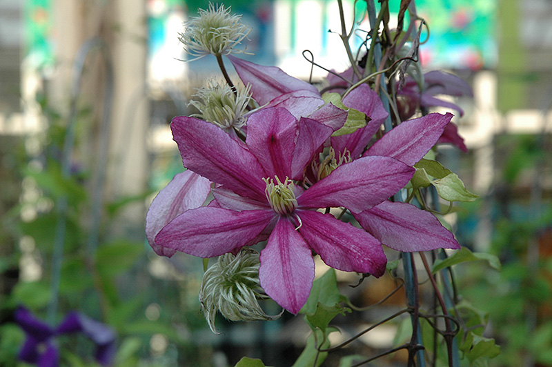 Liberation Clematis (Clematis 'Liberation') at Stauffers Of Kissel Hill