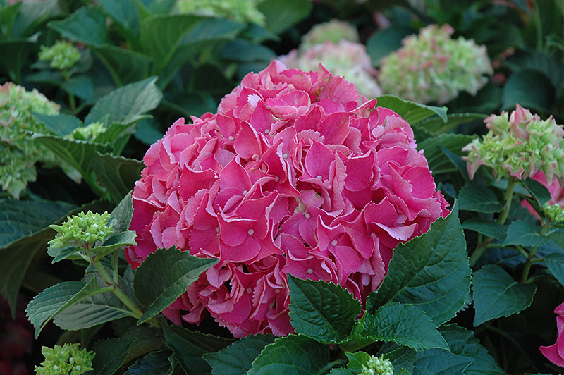 Forever And Ever Red Hydrangea (Hydrangea macrophylla 'Forever And Ever Red') at Stauffers Of Kissel Hill