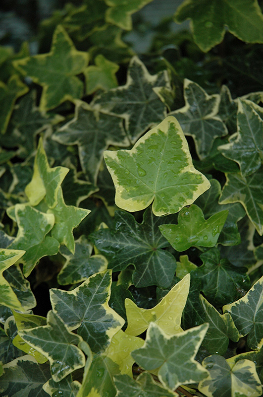 Gold Child Ivy (Hedera helix 'Gold Child') at Stauffers Of Kissel Hill