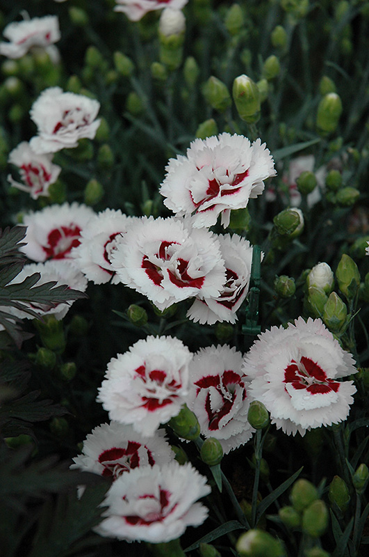 Scent First Coconut Surprise Pinks (Dianthus 'WP05Yves') at Stauffers Of Kissel Hill