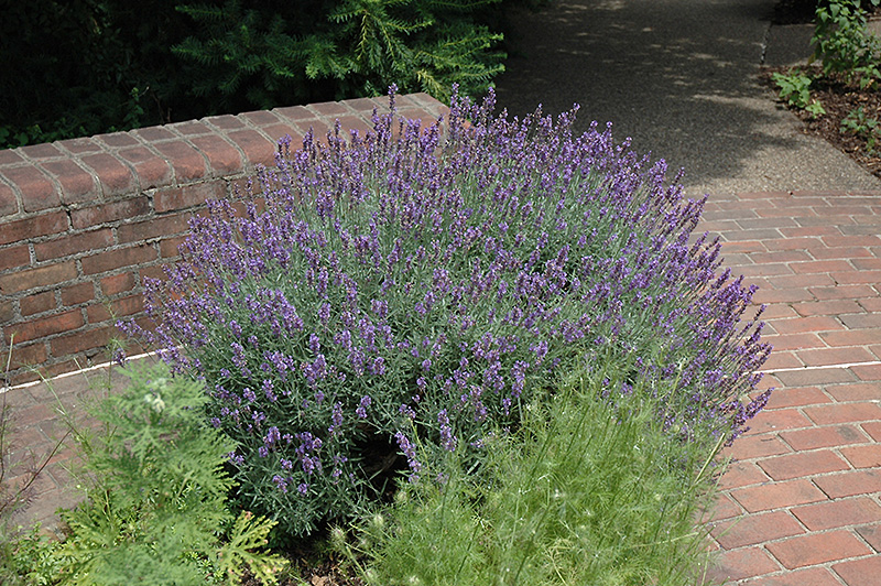 English Lavender (Lavandula angustifolia) at Stauffers Of Kissel Hill