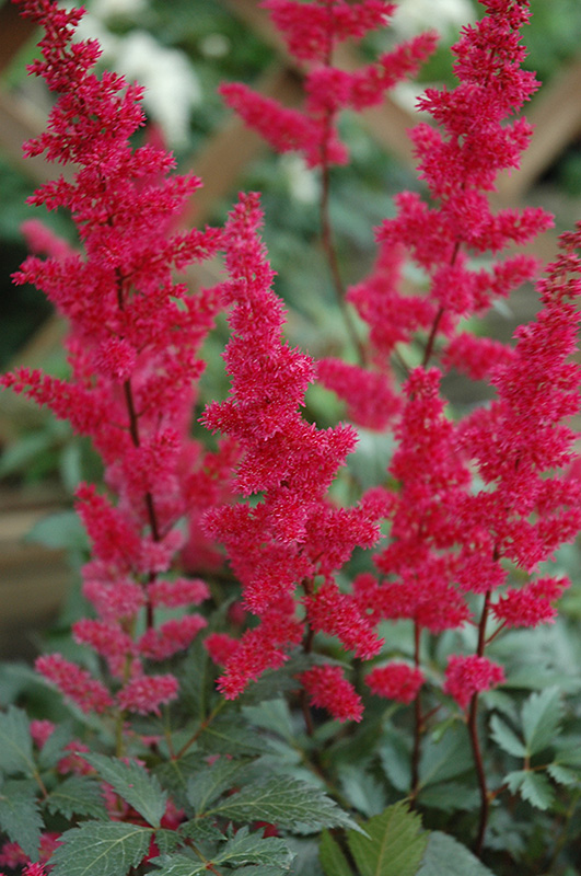 Fanal Astilbe (Astilbe x arendsii 'Fanal') at Stauffers Of Kissel Hill