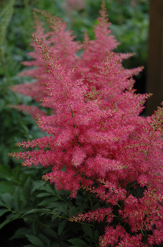 Younique Carmine Astilbe (Astilbe 'Verscarmine') at Stauffers Of Kissel Hill