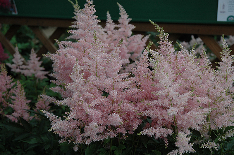 Younique Silvery Pink Astilbe (Astilbe 'Verssilverypink') at Stauffers Of Kissel Hill
