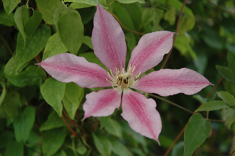 Sugar Candy Clematis (Clematis 'Evione') at Stauffers Of Kissel Hill