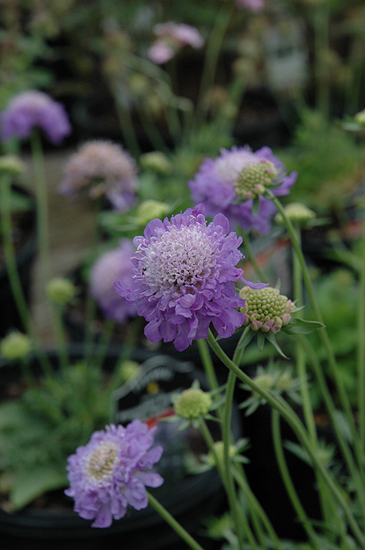 Blue Note Pincushion Flower (Scabiosa 'Blue Note') at Stauffers Of Kissel Hill