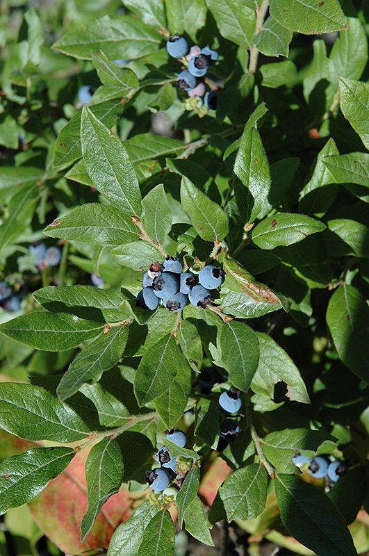 Lowbush Blueberry (Vaccinium angustifolium) at Stauffers Of Kissel Hill