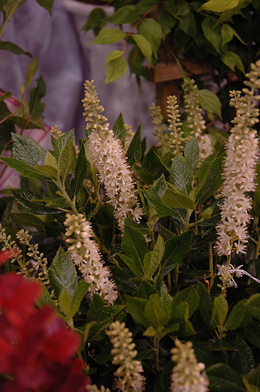 Sixteen Candles Summersweet (Clethra alnifolia 'Sixteen Candles') at Stauffers Of Kissel Hill