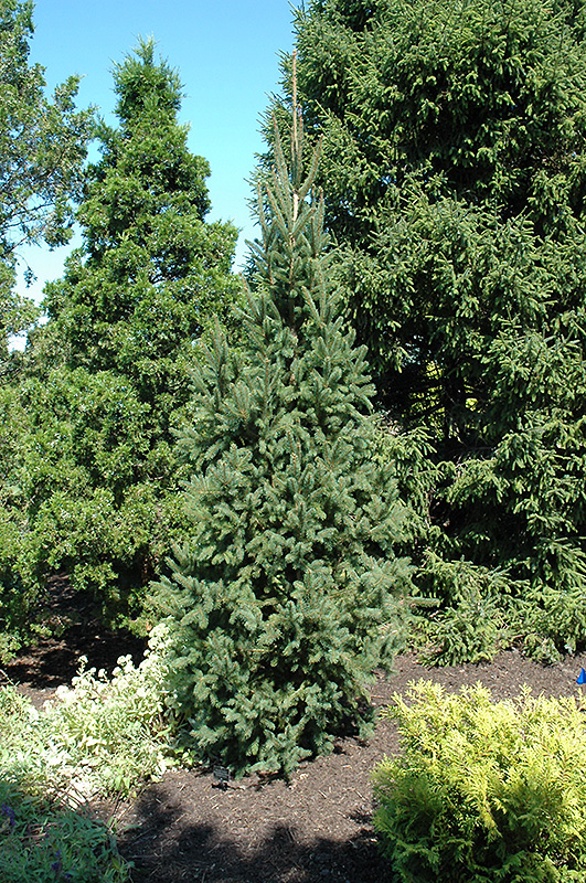 Columnar Norway Spruce (Picea abies 'Cupressina') at Stauffers Of Kissel Hill