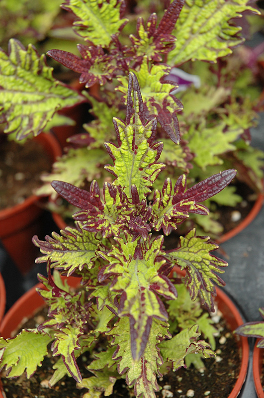Stained Glassworks Witch Doctor Coleus (Solenostemon scutellarioides 'Witch Doctor') at Stauffers Of Kissel Hill