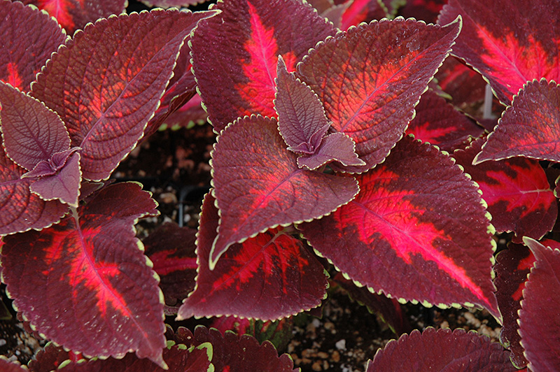 ColorBlaze Kingswood Torch Coleus (Solenostemon scutellarioides 'Kingswood Torch') at Stauffers Of Kissel Hill