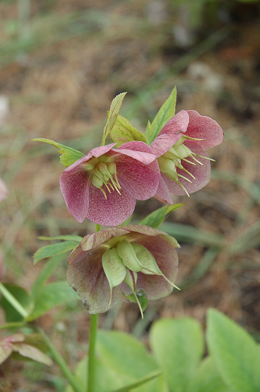 Pink Lady Hellebore (Helleborus 'Pink Lady') at Stauffers Of Kissel Hill