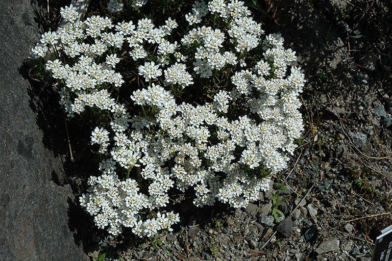 Snowflake Candytuft (Iberis sempervirens 'Snowflake') at Stauffers Of Kissel Hill