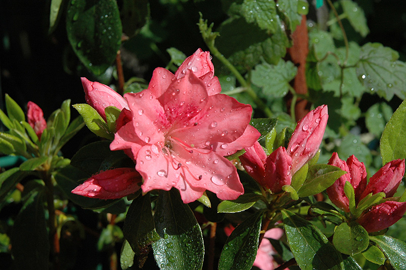 Girard's Renee Michelle Azalea (Rhododendron 'Girard's Renee Michelle') at Stauffers Of Kissel Hill