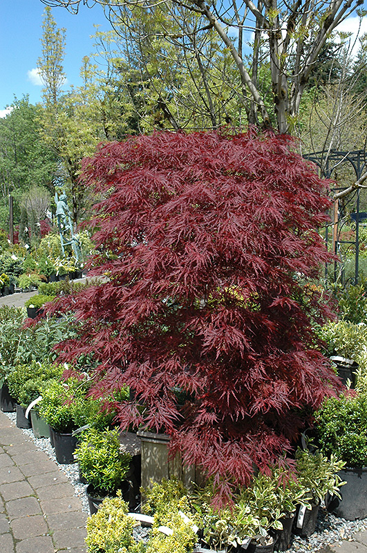 Red Dragon Japanese Maple (Acer palmatum 'Red Dragon') at Stauffers Of Kissel Hill