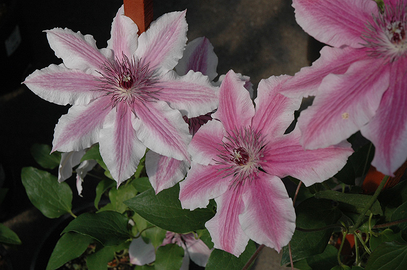 Carnaby Clematis (Clematis 'Carnaby') at Stauffers Of Kissel Hill