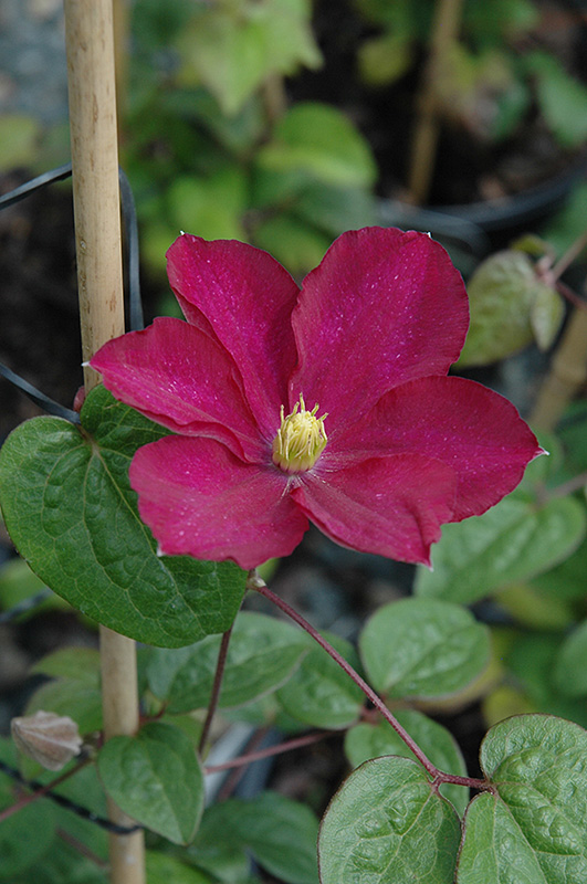 Madame Edouard Andre Clematis (Clematis 'Madame Edouard Andre') at Stauffers Of Kissel Hill