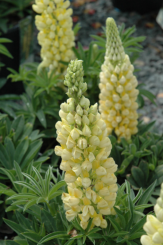 Gallery Yellow Lupine (Lupinus 'Gallery Yellow') at Stauffers Of Kissel Hill