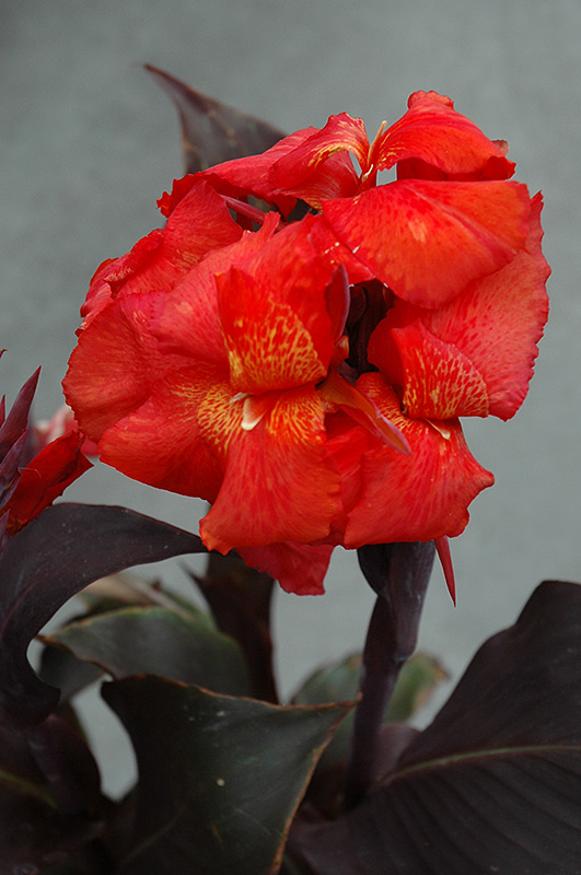 Tropical Bronze Scarlet Canna (Canna 'Tropical Bronze Scarlet') at Stauffers Of Kissel Hill