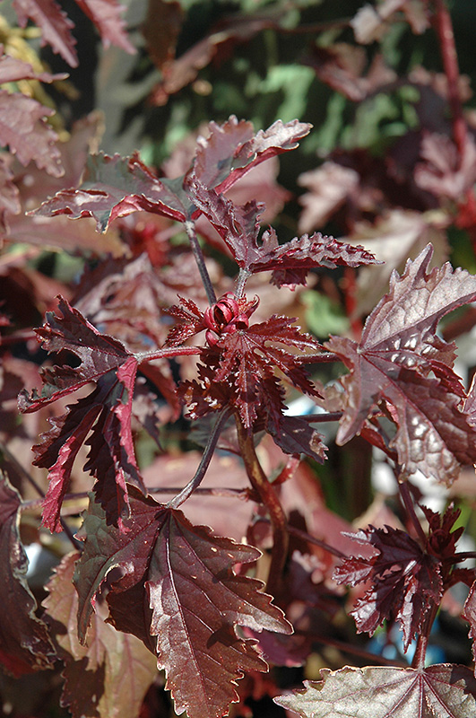 Burgundy Aquarius Hibiscus (Hibiscus acetosella 'Burgundy Aquarius') in