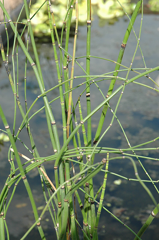 Barred Horsetail (Equisetum japonica) at Stauffers Of Kissel Hill