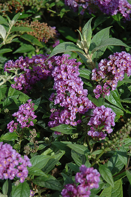 Lo & Behold Purple Haze Butterfly Bush (Buddleia 'Purple Haze') at Stauffers Of Kissel Hill