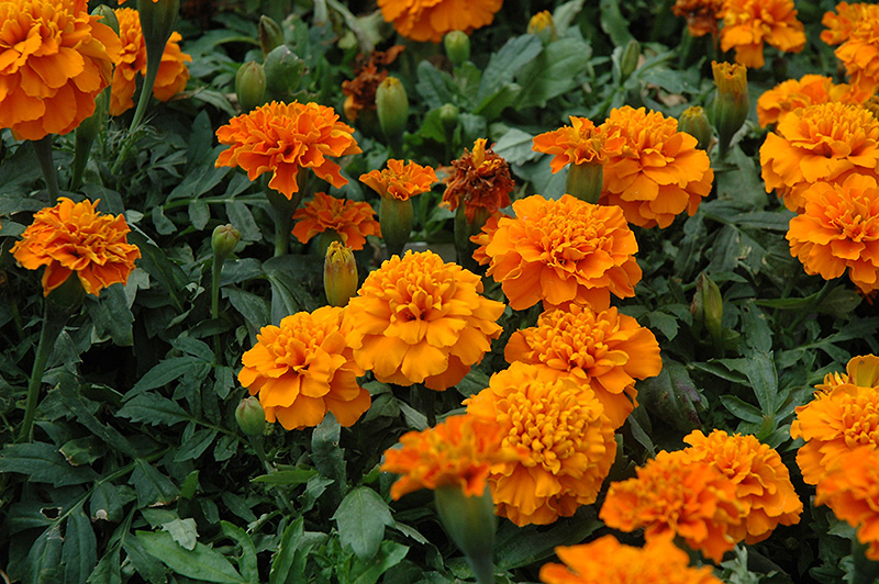 Janie Deep Orange Marigold (Tagetes patula 'Janie Deep Orange') at Stauffers Of Kissel Hill