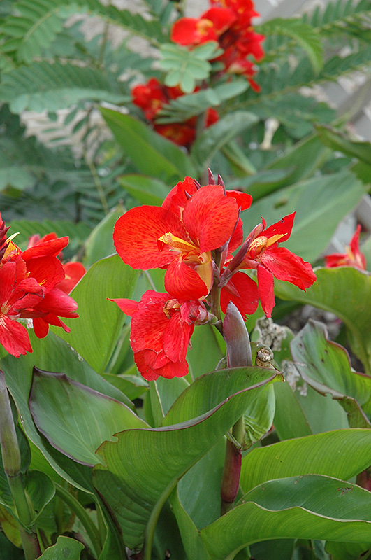 Tropical Red Canna (Canna 'Tropical Red') at Stauffers Of Kissel Hill