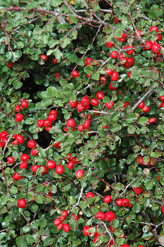 Cranberry Cotoneaster (Cotoneaster apiculatus) at Stauffers Of Kissel Hill