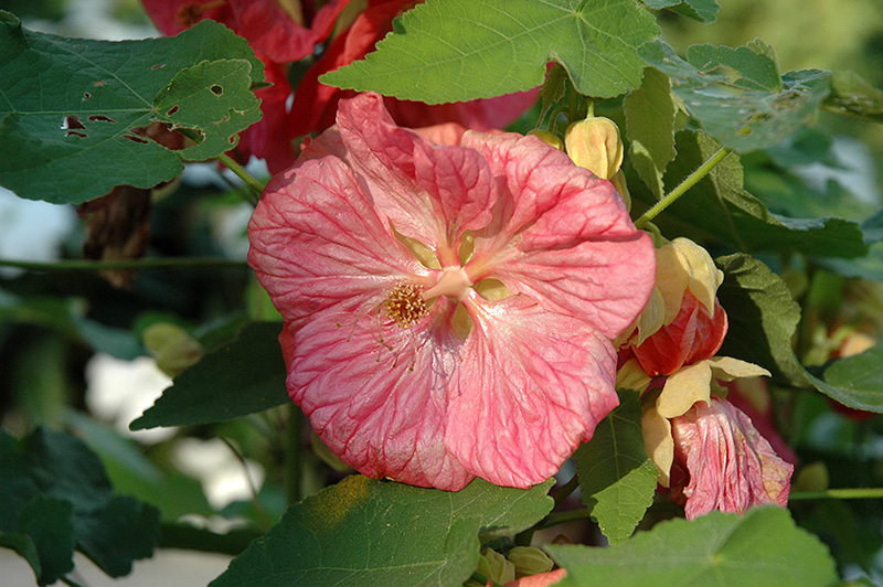 Bella Pink Flowering Maple (Abutilon 'Bella Pink') at Stauffers Of Kissel Hill