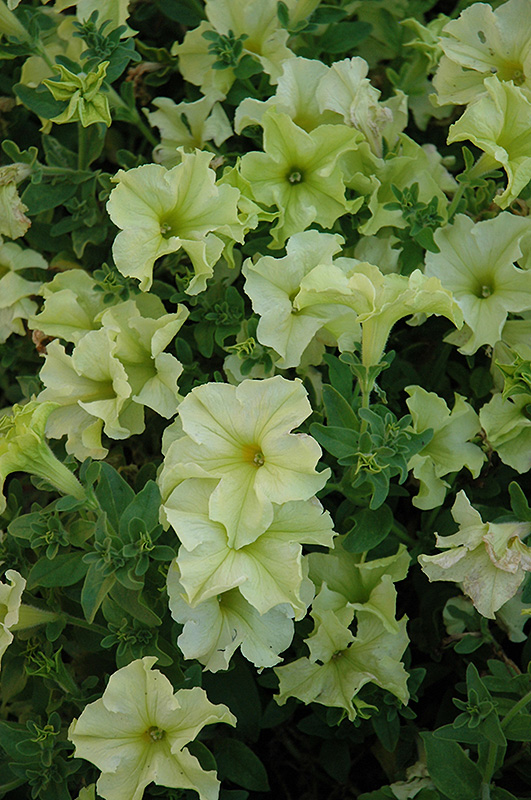 Sophistica Lime Green Petunia (Petunia 'Sophistica Lime Green') at Stauffers Of Kissel Hill