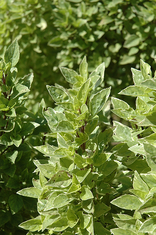 Pesto Perpetuo Basil (Ocimum x citriodorum 'Pesto Perpetuo') at Stauffers Of Kissel Hill