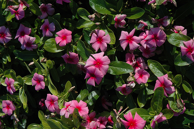 Cora Strawberry Vinca (Catharanthus roseus 'Cora Strawberry') at Stauffers Of Kissel Hill