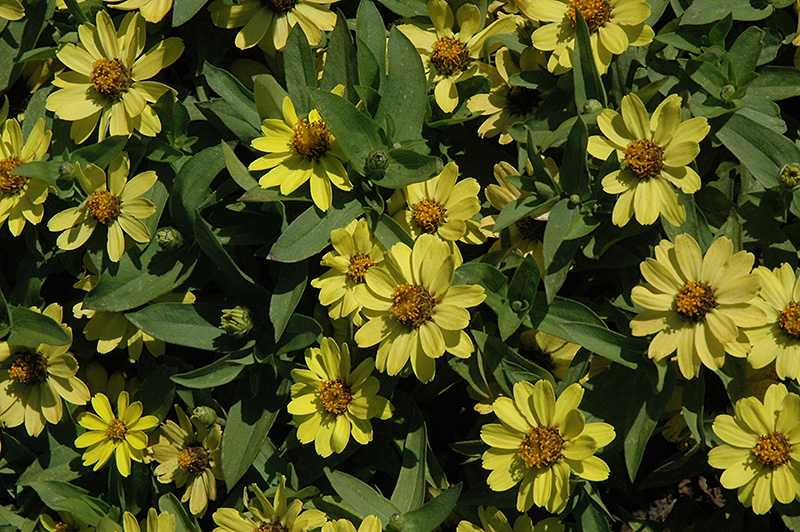 Zahara Yellow Zinnia (Zinnia 'Zahara Yellow') at Stauffers Of Kissel Hill
