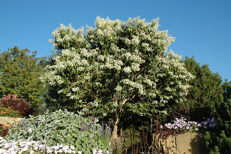 Seven-Son Flower (Heptacodium miconioides) at Stauffers Of Kissel Hill