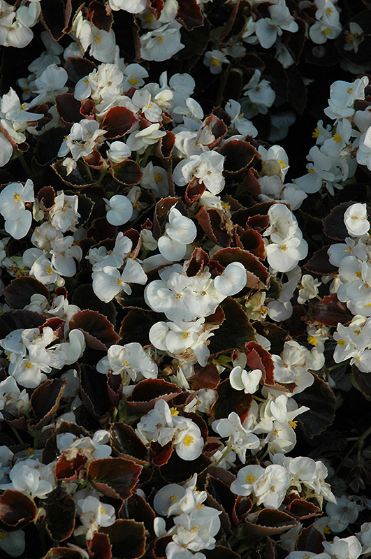 Yin White Begonia (Begonia 'Yin White') at Stauffers Of Kissel Hill