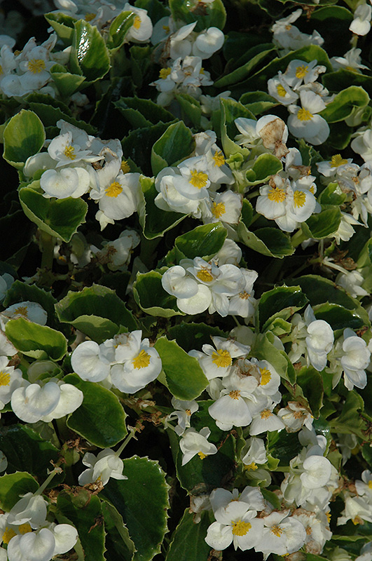 Yang White Begonia (Begonia 'Yang White') at Stauffers Of Kissel Hill