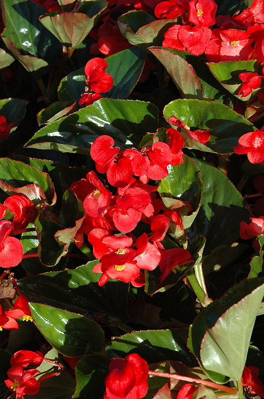 Whopper Red Green Leaf Begonia (Begonia 'Whopper Red Green Leaf') at Stauffers Of Kissel Hill